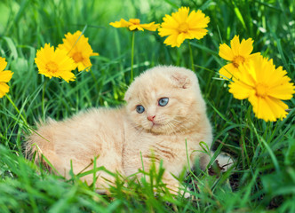 Cute little kitten sitting in flower meadow
