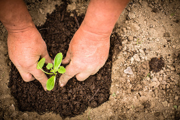 Hands of  a man planting his own vegetable garden