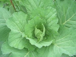 fresh cabbage