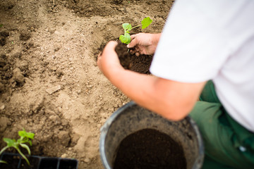 Hands of  a man planting his own vegetable garden