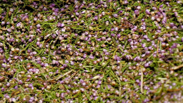 A heather herb. Calluna vulgaris is the sole species in the genus Calluna in the family Ericaceae. It is a low-growing perennial shrub growing