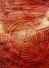 Naklejka premium Cut tree stump