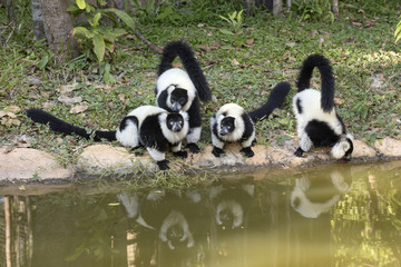 Obraz premium Black and white ruffed lemur