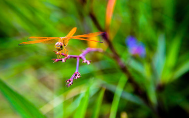 Dragonfly background of natural grass.