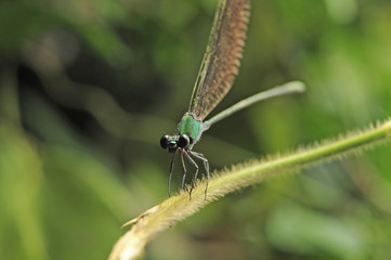 Dragonfly in the garden