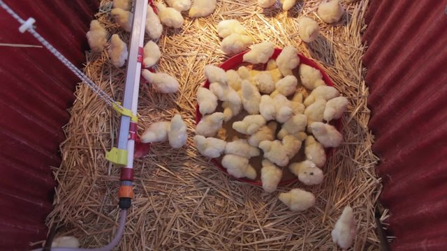 New Born yellow Chicks at Farm