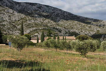 Fototapeta na wymiar oliviers