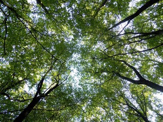 Deciduous forest
