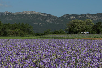 Fototapeta premium iris