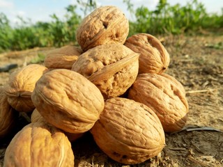 Walnuts on field