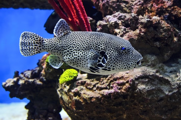 Puffer fish with black and white pattern, diving, spotted map pufferfish underwater with corals and...