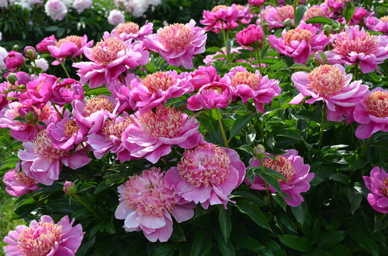 Fototapeta Many beautiful pink peony flowers in summer 