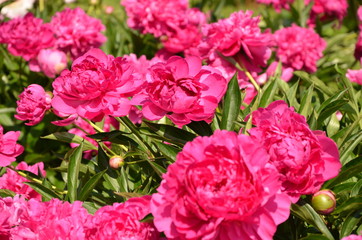 Beautiful red peony flowers in the garden 