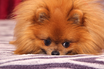 Cute pomeranian dog