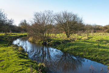 Fototapeta na wymiar Bare trees reflected in a small stream