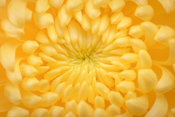 Yellow color daisy flower macro