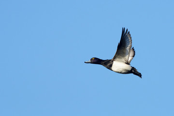 Tufted Duck, Aythya fuligula