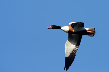 Common Shelduck, Shelduck, Tadorna tadorna
