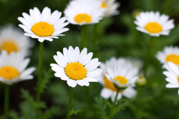 Daisies are blossom in spring