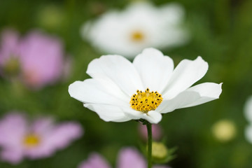 Cosmos blossoming in spring