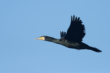 Cormorant, Phalacrocorax carbo