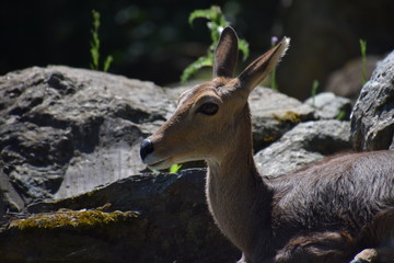 Obraz premium Ausruhen in der Sonne (Querformat)