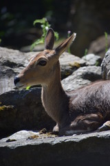 Ausruhen in der Sonne (Hochformat)