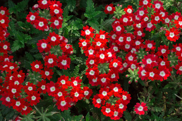 Red color flowers background