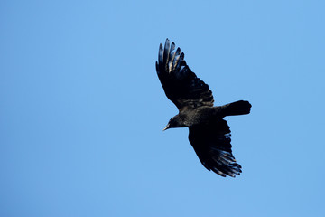 Carrion Crow, Corvus corone