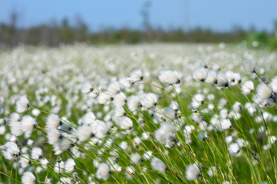 Spring landscape with flowering plant cotton grass