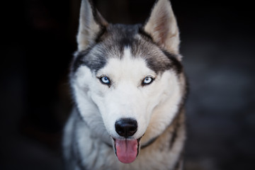Portrait of a husky