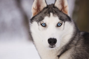 Portrait of a husky