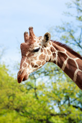 Giraffe close up