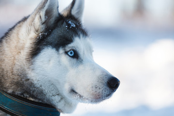 Gaze husky dog