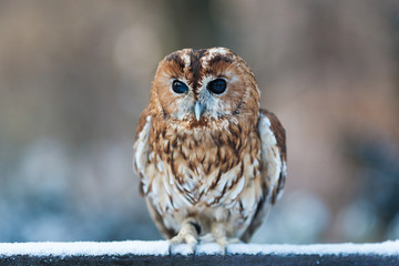 Portrait of little owl
