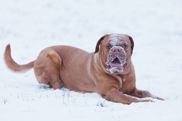 Portrait of Bordeauxdog