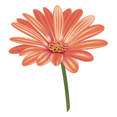 Gerbera n.2