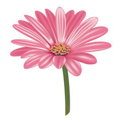 Gerbera n.1