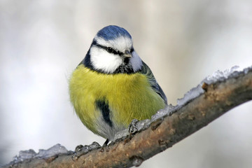 Fototapeta premium blue tit sitting in the Park on a branch covered with ice