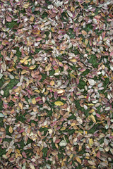 Autumn leaves on the grass