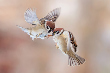 two brown Sparrow fight and bite in flight