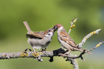 Sparrow feeding fledgling on a tree branch in summer