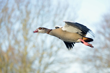 Egyptian Goose, Alopochen aegyptiaca