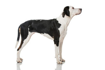 Mischlingshund