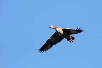 Egyptian Goose, Alopochen aegyptiaca