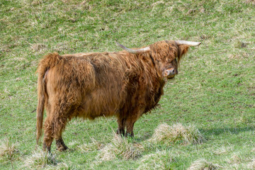 Highland cattle