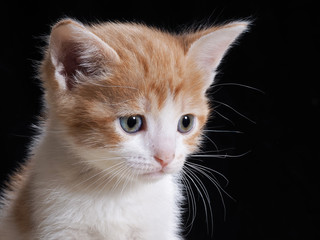 Obraz premium Портрет маленького котенка на черном фоне. Котенку 1 месяц. Кот белый с рыжим. Морда котенка крупно. Котенок милый, симпатичный