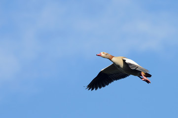 Egyptian Goose, Alopochen aegyptiaca