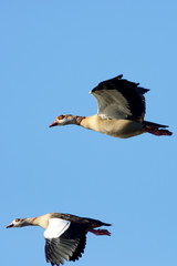 Egyptian Goose, Alopochen aegyptiaca