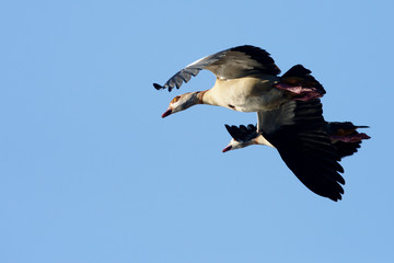 Egyptian Goose, Alopochen aegyptiaca